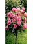 Avantajlı Baston Gül Yoğun Kokulu Pembe Renkli (40 60 Cm)1 Adet Aşılı Gül Walking Stick Rose 3