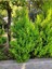 Favori Ürün Limon Çamı Kokulu Limoni Selvi (50-70 Cm)1 Adet Saksılı/tüplü Macrocarpa 3