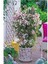 Çok Avantajlı Çin Yasemini Kokulu Beyaz Renkli (30 60CM) Jasminum Polyanthum 2