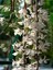 Çok Avantajlı Çin Yasemini Kokulu Beyaz Renkli (30 60CM) Jasminum Polyanthum 3