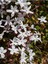 Çok Avantajlı Çin Yasemini Kokulu Beyaz Renkli (30 60CM) Jasminum Polyanthum 6