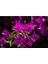 Çok Satan 1 Adet Koyu Pembe Begonvil Çiçeği 40-50 cm Saksılı Çiçekli Bodur Bitkiler Bougainvillea 2