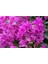 Çok Satan 1 Adet Koyu Pembe Begonvil Çiçeği 40-50 cm Saksılı Çiçekli Bodur Bitkiler Bougainvillea 3