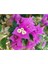 Çok Satan 1 Adet Koyu Pembe Begonvil Çiçeği 40-50 cm Saksılı Çiçekli Bodur Bitkiler Bougainvillea 4