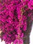 Çok Satan 1 Adet Koyu Pembe Begonvil Çiçeği 40-50 cm Saksılı Çiçekli Bodur Bitkiler Bougainvillea 5
