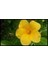Çok Satan 1 Adet Sarı Japon Çiçeği 20-30 cm Tüplü Çiçekli Bodur Bitkiler Camellia 3