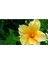 Çok Satan 1 Adet Sarı Japon Çiçeği 20-30 cm Tüplü Çiçekli Bodur Bitkiler Camellia 4