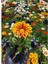Çok Satan Turuncu Gazanya (5 15 Cm)10 Adet Saksılı/ Tüplü Çiçekli Bodur Bitki Gazania 4