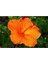 Çok Satan 3'lü Turuncu Renk Japon Gülü Çiçeği 20-30 cm Tüplü Çiçekli Bodur Bitki (Camellia Japonica) 2