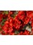 Çok Satan 1 Adet Kırmızı Bahar Dalı Çiçeği Fidanı 30-60 cm Tüplü Spring Flowers 1