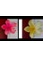 Lotus Toka 4cm Küçük Boy Metal Sert Plastik 1. Sınıf Malzeme 2'li Fuşya Sarı Standart Aloha 1