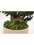 Bakım Gerektirmeyen Doğal Bonsai | 19 cm Seramik Saksıda Zen Dekoratif Bitki 3
