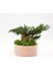 Bakım Gerektirmeyen Doğal Bonsai | 19 cm Seramik Saksıda Zen Dekoratif Bitki 4