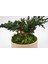 Bakım Gerektirmeyen Doğal Bonsai | 19 cm Seramik Saksıda Zen Dekoratif Bitki 5
