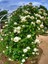 Avantajlı Sarmaşık Gül Beyaz Renkli Kokulu (90 140CM) 1 Adet Saksılı Aşılı Gül White Rose 2
