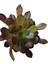 Kampanyalı Aeonium Arboreum Var. Atropurpureum Sukulent Bitki 3
