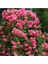 Avantajlı Sarmaşık Gül Fidanı Açık Pembe Renkli (90 140 Cm)1 Adet Tüplü Aşılı Gül Pink Rose 2