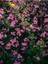 Favori Ürün Pembe Renkli Zakkum Çiçeği Fidanı (40 60CM) Adet Saksılı Dış Mekan Bitkisi Oleander 2