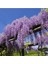 Wisteria Sinensis Kokulu Çin Morsalkım Mor Salkım Fidanı (40-50 cm Tüplü ) 1