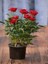 Kampanyalı Kokulu Kırmızı Gül 1 Adet Saksılı (50-70CM) Aşılı Gül (Red Rose) 4