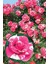 Sihirbaz Pembe Sarmaşık Gül Fidanı Fidesi Tüplü Saksılı 15-30CM 1