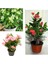 Çok Satan 3'lü Dikenler Tacı Çiçeği (Pembe,kırmızı,beyaz) 10-15 cm Tüplü Çiçekli Bodur Euphorbia Milii 1