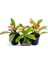 Çok Satan 3'lü Dikenler Tacı Çiçeği (Pembe,kırmızı,beyaz) 10-15 cm Tüplü Çiçekli Bodur Euphorbia Milii 2
