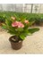 Çok Satan 3'lü Dikenler Tacı Çiçeği (Pembe,kırmızı,beyaz) 10-15 cm Tüplü Çiçekli Bodur Euphorbia Milii 4