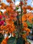 Çok Satan Turuncu Begonvil (70 90 Cm)1 Adet Saksılı/ Tüplü Bahçe Bitkisi Bougainvillea 1