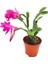 Çok Satan 1 Adet Pembe Renk Yılbaşı Çiçeği 10-20CM Tüplü Çiçekli Bodur Bitkiler Zygocactus 2