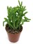 Kampanyalı Prenses Çamı Sukulent 1