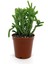 Kampanyalı Prenses Çamı Sukulent 2