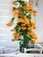 Çok Satan Turuncu Begonvil Sarmaşığı (80-100CM) 1 Adet Saksılı/ Tüplü Çiçekli Bitki Bougainvillea 1