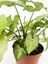 Çok Avantajlı Melek Kanadı Sarmaşık (50 60 Cm)1 Adet Saksılı Dış Mekan Bitkisi Syngonium Podophyllum 1