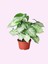 Çok Avantajlı Melek Kanadı Sarmaşık (50 60 Cm)1 Adet Saksılı Dış Mekan Bitkisi Syngonium Podophyllum 3