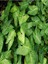 Çok Avantajlı Melek Kanadı Sarmaşık (50 60 Cm)1 Adet Saksılı Dış Mekan Bitkisi Syngonium Podophyllum 4