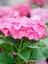 Çok Satan 1 Adet Pembe Ortanca Çiçeği Fidanı 30-40 cm Tüplü Çiçekli Bodur Bitkiler Hydrangea 1