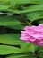 Çok Satan 1 Adet Pembe Ortanca Çiçeği Fidanı 30-40 cm Tüplü Çiçekli Bodur Bitkiler Hydrangea 2