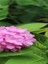Çok Satan 1 Adet Pembe Ortanca Çiçeği Fidanı 30-40 cm Tüplü Çiçekli Bodur Bitkiler Hydrangea 3