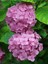 Çok Satan 1 Adet Pembe Ortanca Çiçeği Fidanı 30-40 cm Tüplü Çiçekli Bodur Bitkiler Hydrangea 4