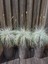 Favori Ürün Bahçe Dekoratifi Mavi Çim(10 30 Cm)3 Adet Saksılı Dış Mekan Bitkisi Blue Fescue 1
