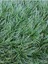 Favori Ürün Bahçe Dekoratifi Mavi Çim(10 30 Cm)3 Adet Saksılı Dış Mekan Bitkisi Blue Fescue 4