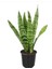 Yeşil Kılıç Bitkisi – Paşa Kılıcı (20-40 Cm) | Iç Mekan Saksı Çiçeği 4