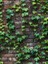 Saksıda Orman Sarmaşığı – 40-60 cm – Hedera Helix Yeşil Yapraklı 3