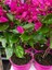 Çok Satan Pembe Begonvil (50 70 Cm)1 Adet Saksılı/ Tüplü Çiçekli Bitki Bougainvillea 4