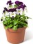 Çok Satan Hercail Menekşe (5 15 Cm)10 Adet Saksılı/tüplü Çiçekli Iç Dış Mekan Bitkisi Viola Tricolor 2