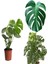 Çok Satan 1 Adet Bol Dallı Deve Tabanı Çiçeği 50-70 cm Saksılı Çiçekli Bodur Bitkiler Monstera 1