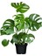 Çok Satan 1 Adet Bol Dallı Deve Tabanı Çiçeği 50-70 cm Saksılı Çiçekli Bodur Bitkiler Monstera 2