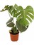 Çok Satan 1 Adet Bol Dallı Deve Tabanı Çiçeği 50-70 cm Saksılı Çiçekli Bodur Bitkiler Monstera 3