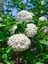 Çok Avantajlı Çınar Kartopu Çiçeği Beyaz Renkli (30 60 Cm)1 Adet Viburnum Plicatum 4